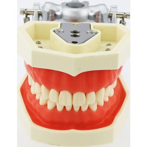 Kilgore NISSIN Style Dental Typodont Model 28PC Replacement Screw-in Teeth M8011