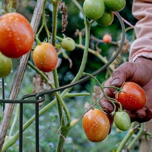 10 Pack Plant Supports Metal Interlinking Plant Support Ring Garden Plant Stakes Garden Border Support Ring Plant Stick