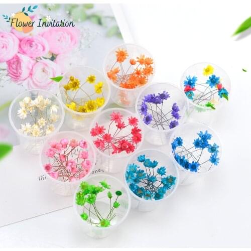 10 pcs / box DIY Natural Dried Flowers Mini Dry Flower Home Decoration Dried Flowers For Resin Jewellery Wedding