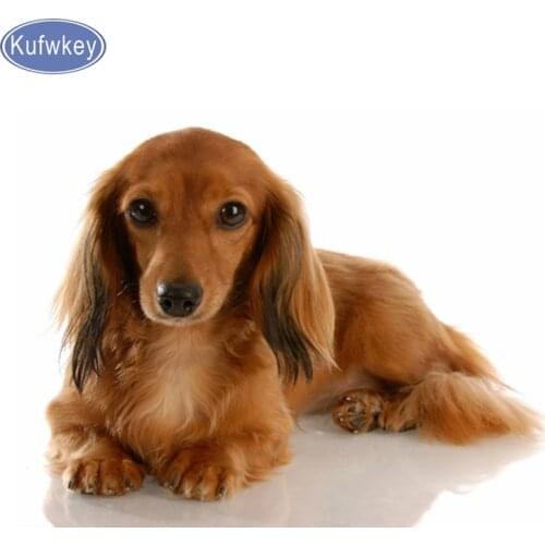 Diamond Painting Professor Dachshund dog 5D Cross-stitch diamond mosaic cute puppy pet picture Rhinestones Embroidery decoration