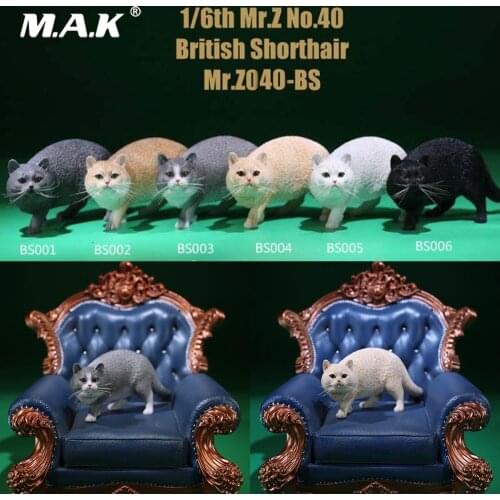 MRZ040-BS In Stock 1/6 Figure Scene Accessories Mr.Z Animal British Shorthair Cat Resin Animal Model for 12'' Action Figure