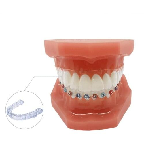 Cesoon 1Pc Dental Invisible Orthodontic Tooth Model Dental Teaching Teeth Models With
