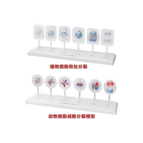Plant cell mitosis model Animal model of meiosis Animal and plant cell biological aids 455*132*170mm free shipping