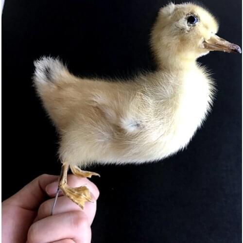 1pcs Taxidermy stuffing Eurasian Ducks specimen Teaching / Decoration