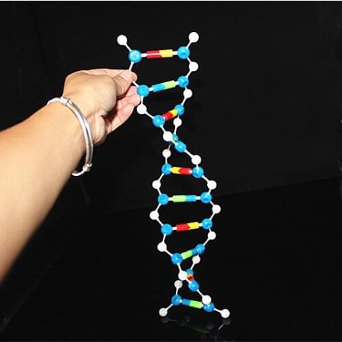 Wholesale 20sets DNA model kit biological molecular double helix Molecular Structure models Deoxyribonucleic acid teaching aids