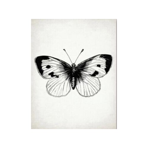 More style Insect Dragonfly Painting Butterfly bee Art Print Silk Poster Home Wall Decor 24x36inch