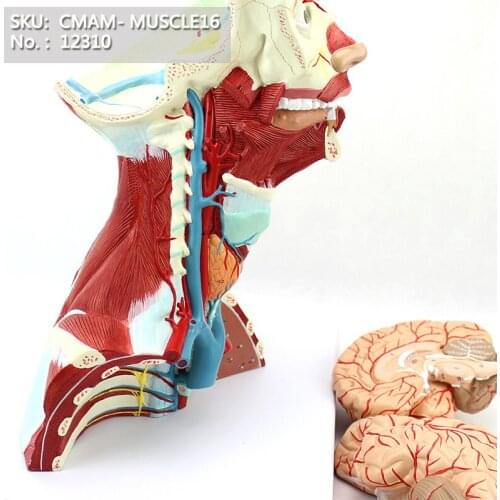 CMAM/12310 Muscle, Head brain, 3-parts, Plastic Human Body Muscle Teaching Anatomical Model