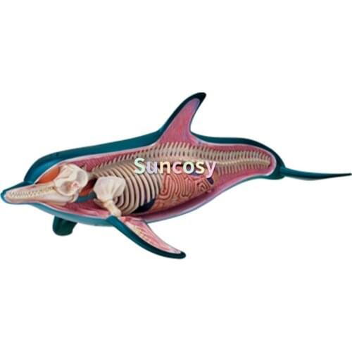 Animal Anatomical Model Simulation Dolphin Model - Detachable 18 Parts, Medical Teaching Model - for Study Display Teaching