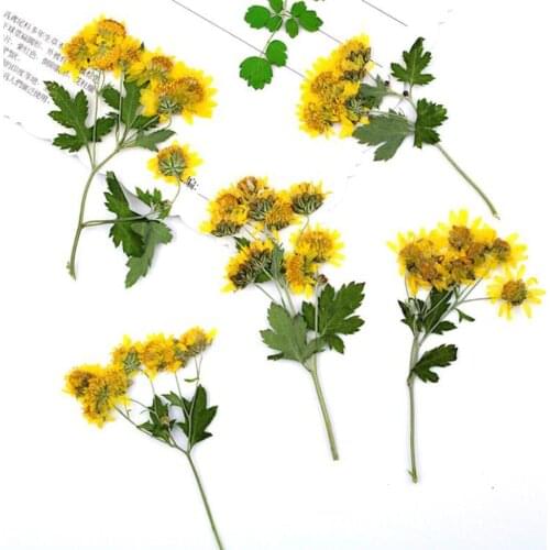 60pcs Pressed Dried Yellow Wild Chrysanthemum Flower Plants Herbarium For Jewelry iPhone Phone Case Bookmark Frame DIY Making
