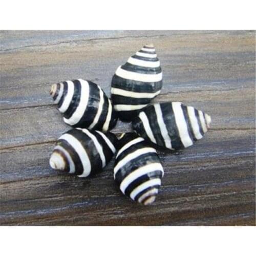 0.8-2cm Zebra Stripes Sea Conch 12pcs/lot Natural Crafts sea shells DIY home decor art wall wedding decoration