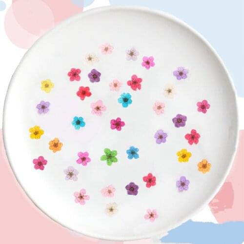 60pcs Mini Pressed Dried Narcissus Jonquilla Flower Plant Herbarium For Epoxy Resin Jewelry Bookmark Postcard Nailart Craft DIY