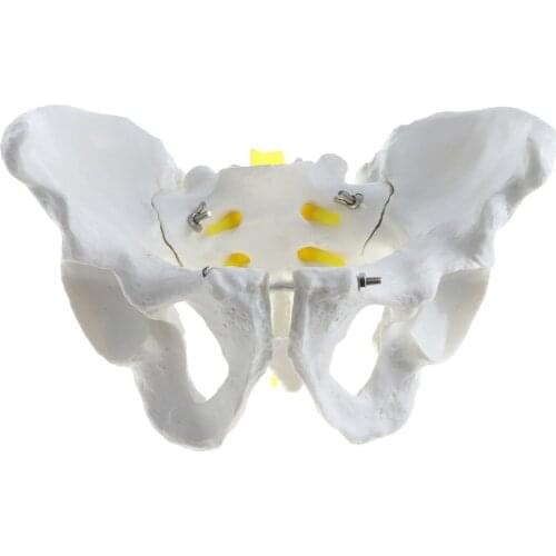 1:1 Human Male Female Pelvis Structure Sacrum Model Skeleton Anatomical Model School Teaching Tool Learning Display Lab Supplies
