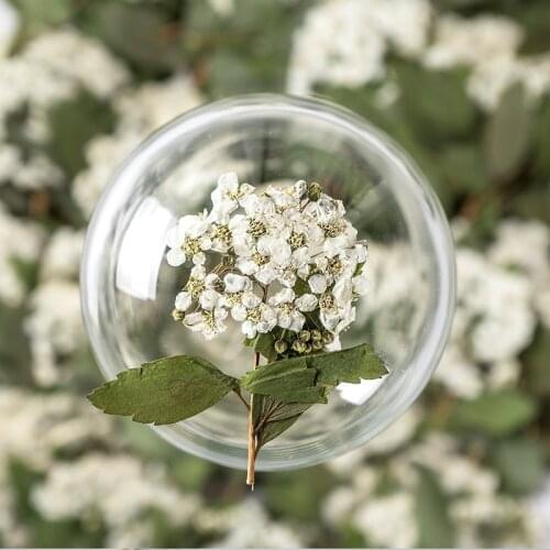 60pcs Pressed Dried White Spiraea Narcissus Stalk Flower Plant Herbarium For Jewelry Photo Frame Phone Case Bookmark Making DIY
