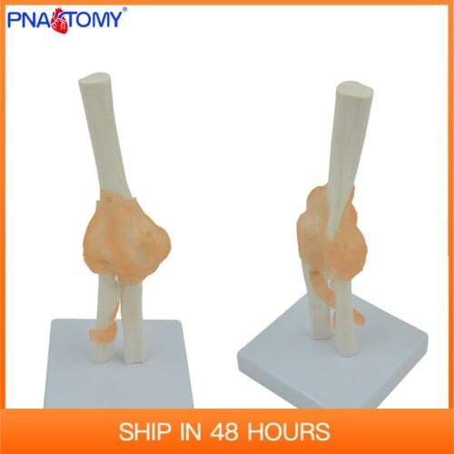 Life size human elbow bone model medical teaching tool educational skeleton anatomy PNATOMY