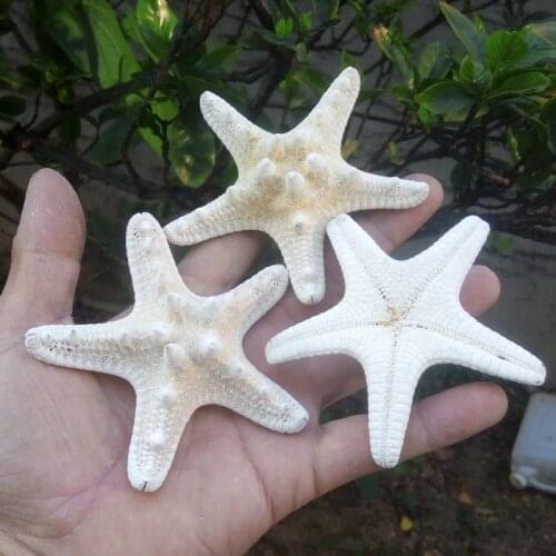 6 pcs Natural Five Angle White Starfish 8cm -9cm Sea Star Shell Beach Wedding Nautical Display DIY Craft Home Party Decoration