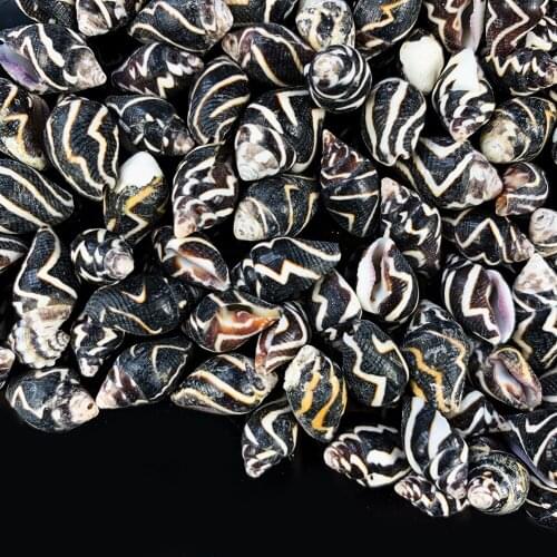 10PC Marine Style Natural Conch Specimen Zebra Corrugated Conch Nautical Home Decor DIY Aquarium Landscape Wedding Scene Props