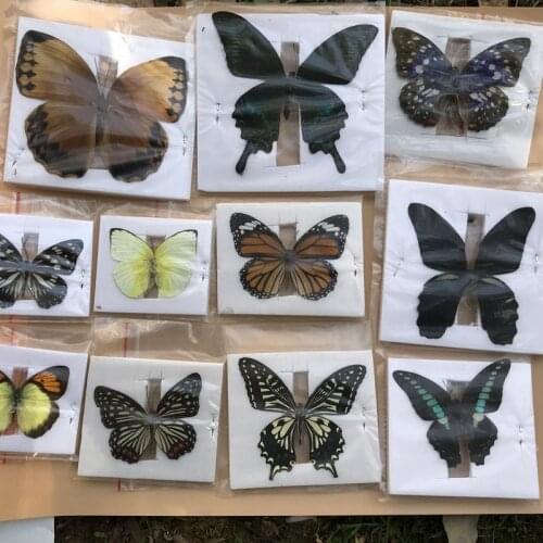 10Pcs Natural Unmounted Rhopalocera / Le Papillon / Butterfly Specimen Artwork Material Decor