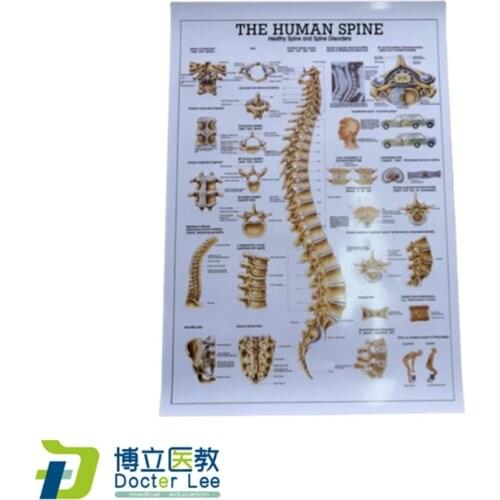 Human Spine Skeleton Model Poster for Medical Science Teaching