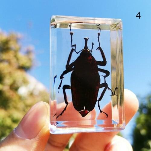 Beautiful Insect In Resin Animal Collection Paperweight for Office Desk for Men Women Biology Science Teacher Education XHC88