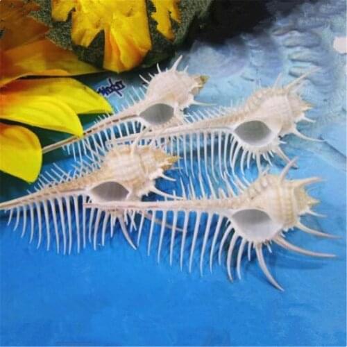 5cm Natural Venus Comb Indian Ocean Sea Shell Conch Beach Aquarium Decoration