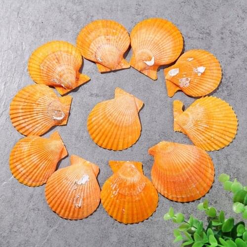 10pcs/Lot Mediterranean Style Creative Natural Yellow Big Sea Shell Ocean Fan Shell Decoration Fish Tank Aquarium Natural Shells