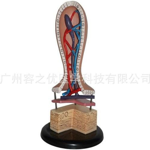 Vertical villus model Human intestinal villi model for medcial student