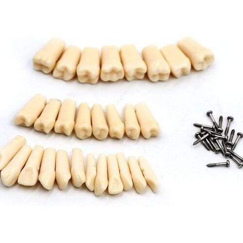 28 PCS / Bag Resin Simulation Tooth Grain Dental Model For Dentist Exam Preparation Teaching