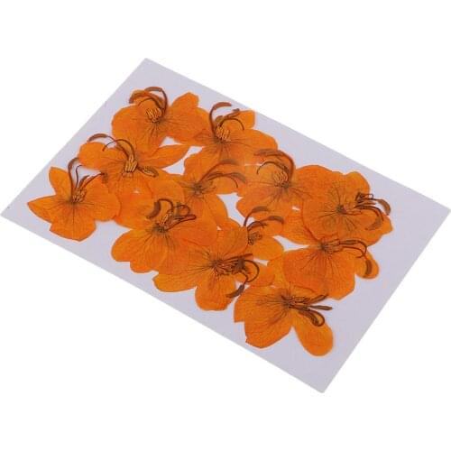 12 Pcs Real Pressed Flowers Natural Dried Yellow Floral Decors DIY Home Art