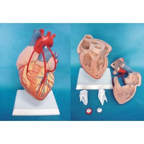 Human heart Anatomical Model Organ Anatomy Medical Teaching Human specimens model free shipping
