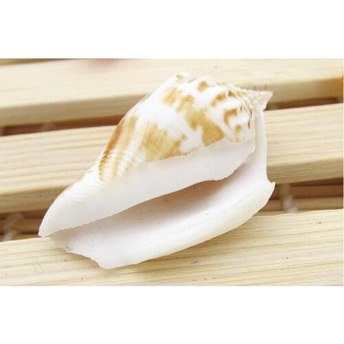 Natural Coral Decoration Coastal Decor Mediterranean Beach Starfish Marine Maritime Style Home Seashell Bead for Jewelry