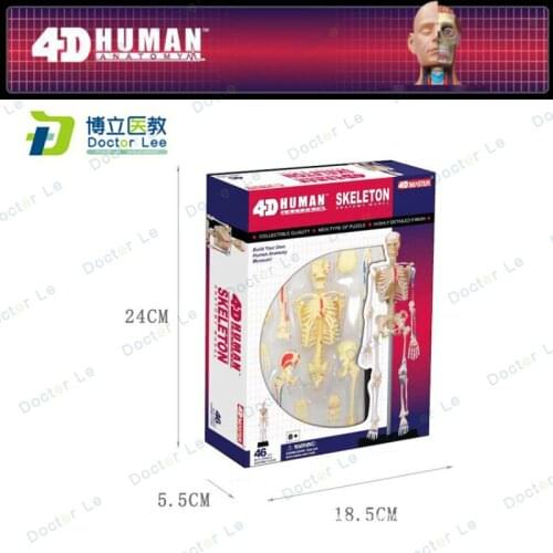 4D master Anatomical model of human body structure Wisdom toys gift skin skull respiratory system reproduction