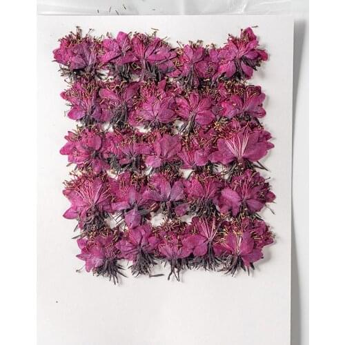 250pcs Pressed Dried Gaura lindheimeri Engelm Flower Plants Herbarium For Epoxy Resin Jewelry Making Makeup Nail Art Craft DIY