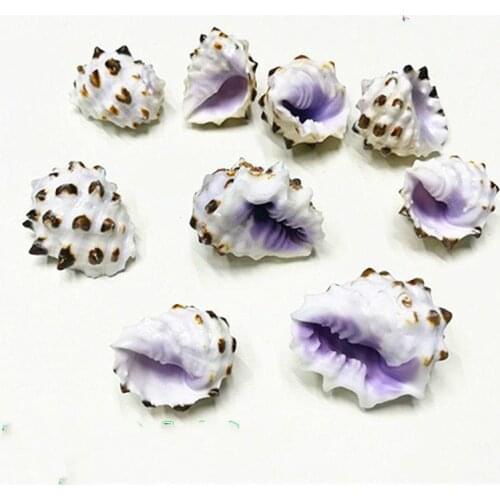 Natural conch shell 2-3cm purple rock snail Rare specimen snail specimen collection fish tank aquarium landscape decoration