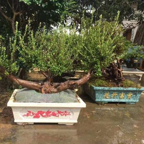 60cm/23.62in Durable Home Gardening Bonsai DIY Chinese Zeng Geo Graphic Style Rectangle Concrete Flower Pot Mold Planter Tools