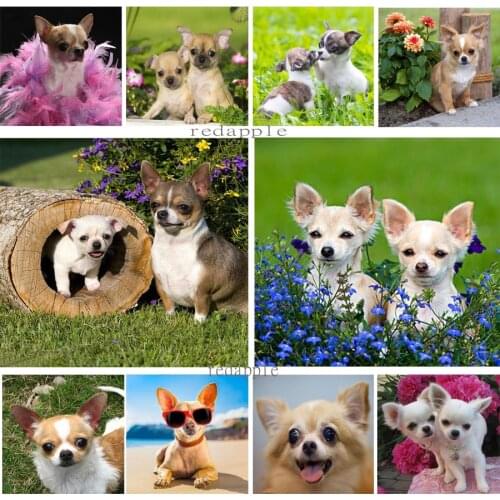 Diy diamond embroidery lovely chihuahua dog diamond painting full drill square 5d cross stitch mosaic pet picture of rhinestones