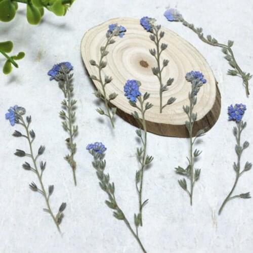 60pcs 4-7cm Pressed Dried Myosotis Sylvatica Forgetmenot Flower Plant Herbarium For Jewelry Postcard Bookmark Phone Case DIY