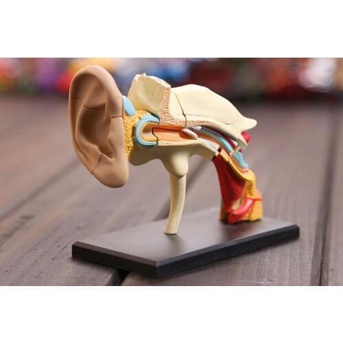 4D master Ear structure anatomical ear model assembled Human Anatomy dimensional model