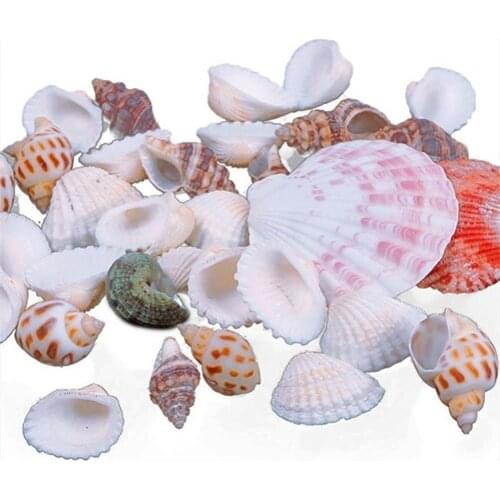 Pet Products Shells Aquarium Decor 100g/Bag Mixed Sea Beach Seashells Crafts Aquarium Decor Photo for Props Aquarium Decor tools