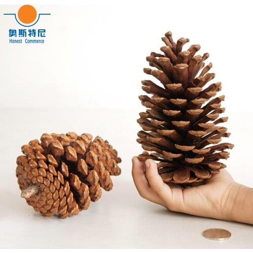 2pcs 10-14cm big size naturally pine cones for Christmas decoration