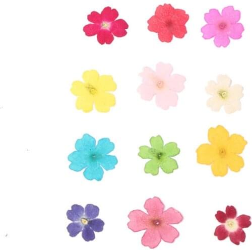 250pcs 1-2cm Pressed Dried Dyed Verbena Flower Plant Herbarium For Jewelry Photo Frame Phone Case Bookmark Postcard Craft DIY