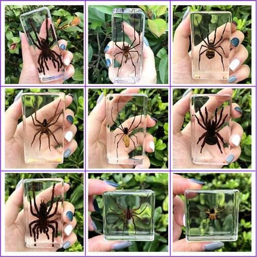 Small animal real insect specimen resin insect scarab scorpion spider beetle specimen kindergarten teaching