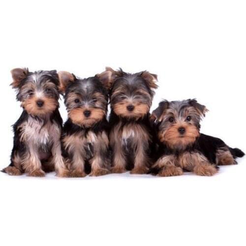 Dog Diamond Painting Kit - DIY