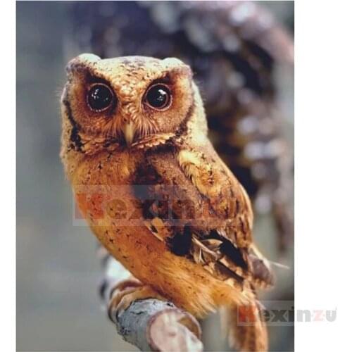 Kexinzu Full 5D DIY Square/Round Drill Diamond Painting "Animal Owl" 3d Diamond Embroidery Cross Stitch Decor Gift K521