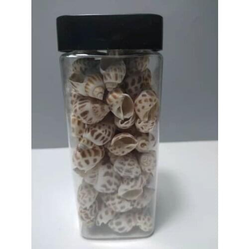 Nordic Mediterranean series beach conch decoration