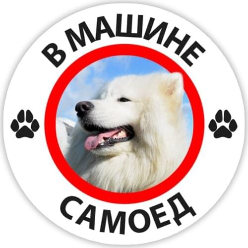 B0247# Samoyed in the Car Self-adhesive Decal Car Sticker Waterproof Auto Decors on Bumper Rear Window