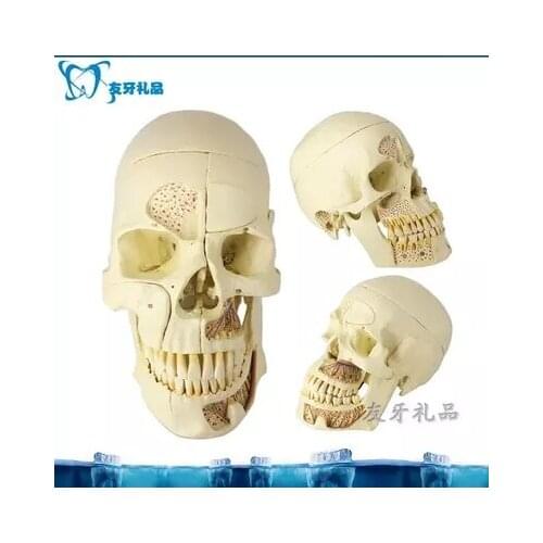 Teeth model removable head skull model free shopping