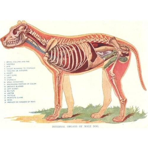 Internal Organs of the Dog Animal Art print Silk poster Home Wall Decor