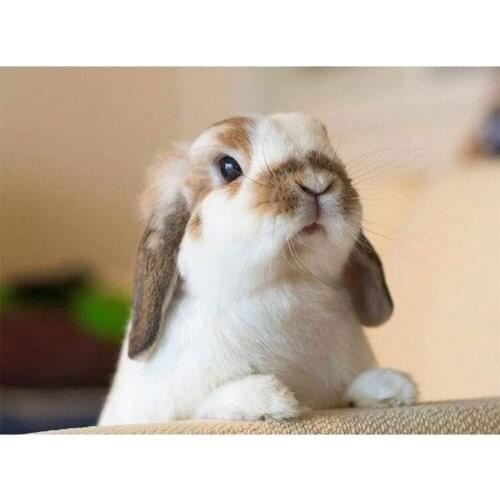 Animal Rabbit DIY Cross Stitch 11CT Embroidery Kits Needlework Craft Set Printed Canvas Cotton Thread Home Dropshipping