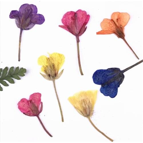 120 pcs Pressed Flower Rapeseed flowers with branches and dried flowers herbarium DIY Glue Dried Flower