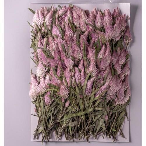 250pcs Pressed Dried Flower Celosia Argentea L Plants Herbarium For Epoxy Resin Jewelry Making Face Makeup Nail Art Craft DIY